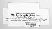 Image of Monochaetia ilicina
